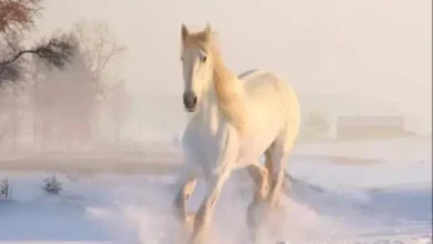 تفسير الحصان الابيض في الحلم
