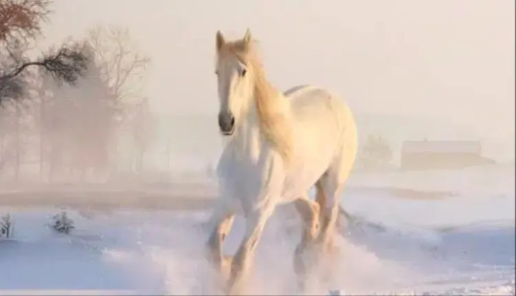 تفسير الحصان الابيض في الحلم