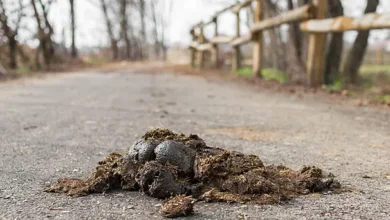 رؤية فضلات الحصان في المنام