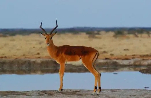 أكل لحم الغزال في المنام