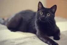 تفسير رؤية القط الأسود في المنام