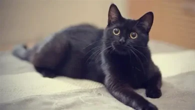 تفسير رؤية القط الأسود في المنام