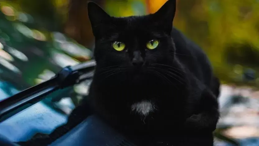 تفسير رؤية القط الأسود في المنام