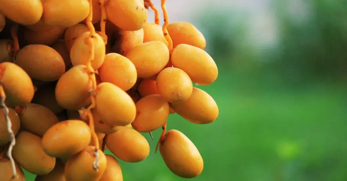 تفسير حلم رؤية البلح الأصفر في المنام