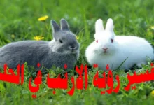 تفسير رؤية الأرنب في الحلم