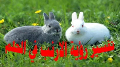 تفسير رؤية الأرنب في الحلم
