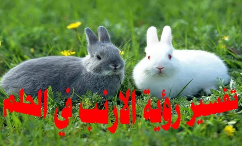 تفسير رؤية الأرنب في الحلم