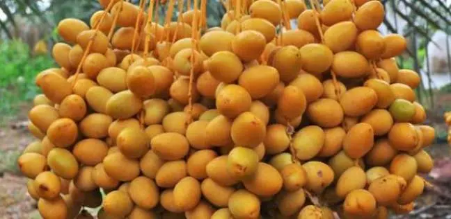 تفسير حلم رؤية البلح الأصفر في المنام